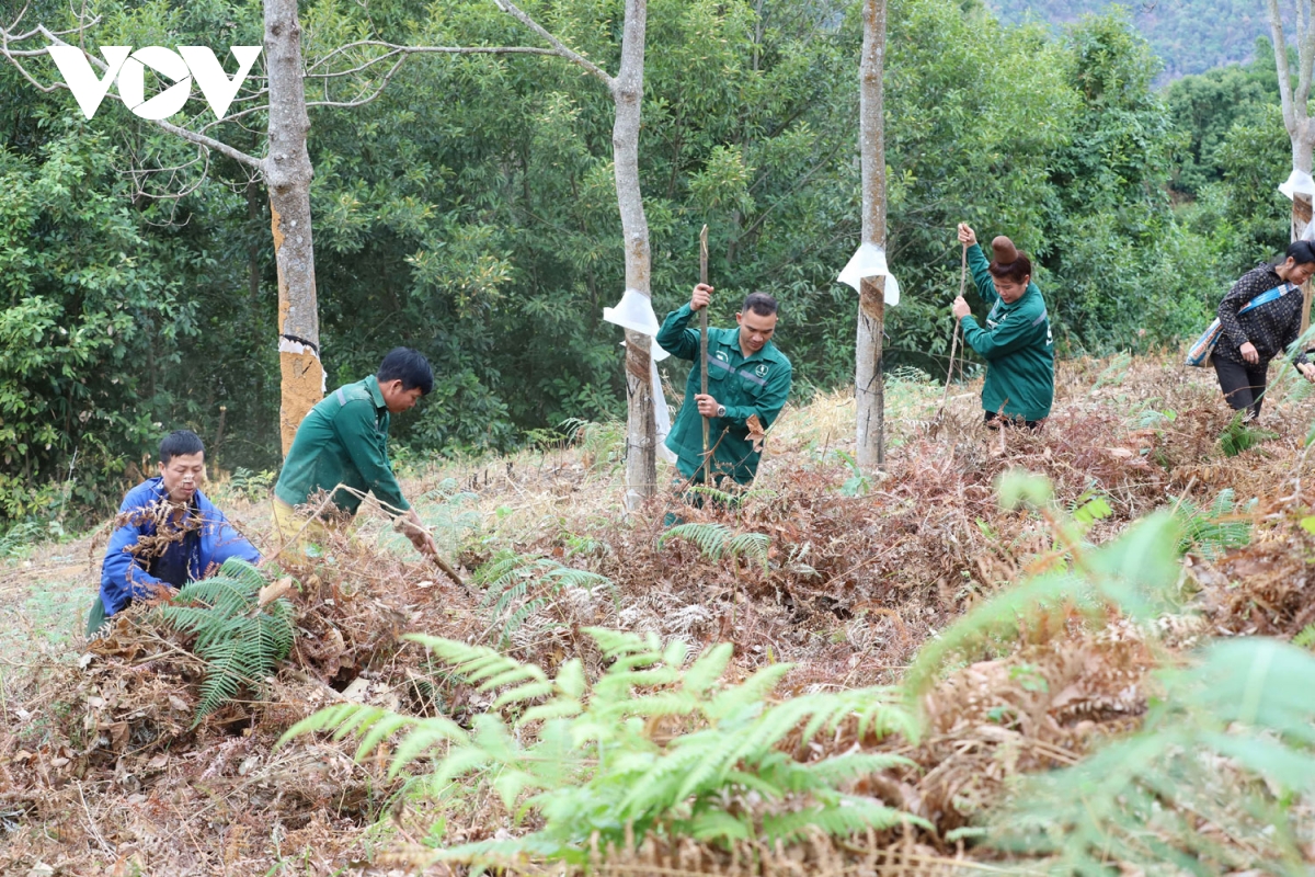 tăng cường phòng, chống cháy rừng cao su ở sơn la hình ảnh 3 tang cuong phong, chong chay rung cao su o son la hinh anh 3