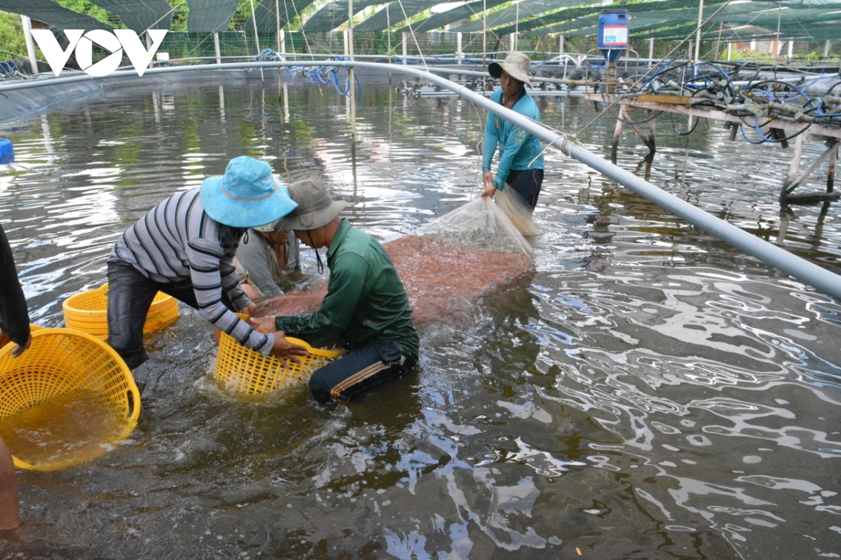 Việt Nam được đánh giá là quốc gia có công nghệ chế biến tôm hiện đại nhất