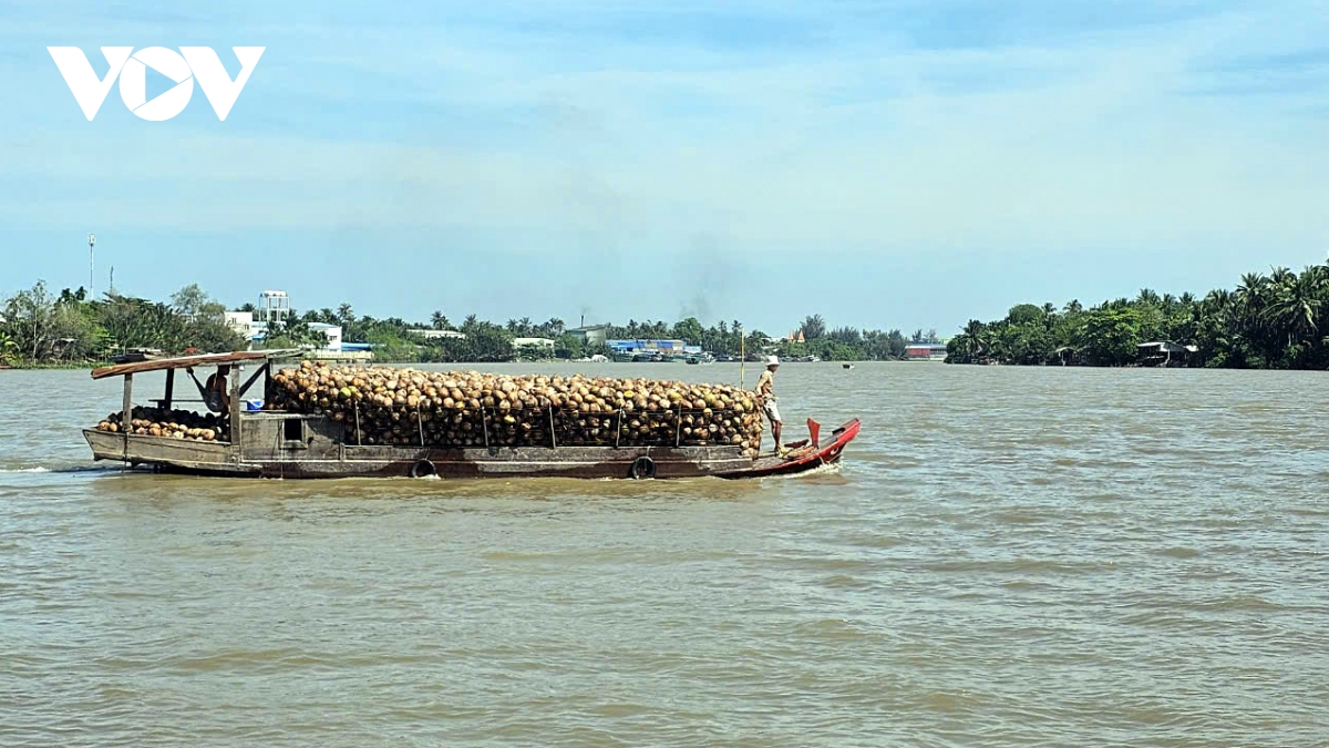 Giá dừa khô tăng kỷ lục, nhà vườn Bến Tre không có đủ dừa để bán