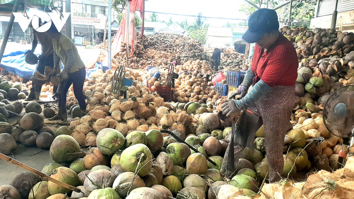 giá dừa khô tăng kỷ lục, nhà vườn bến tre không có đủ dừa để bán hình ảnh 2 gia dua kho tang ky luc, nha vuon ben tre khong co du dua de ban hinh anh 2