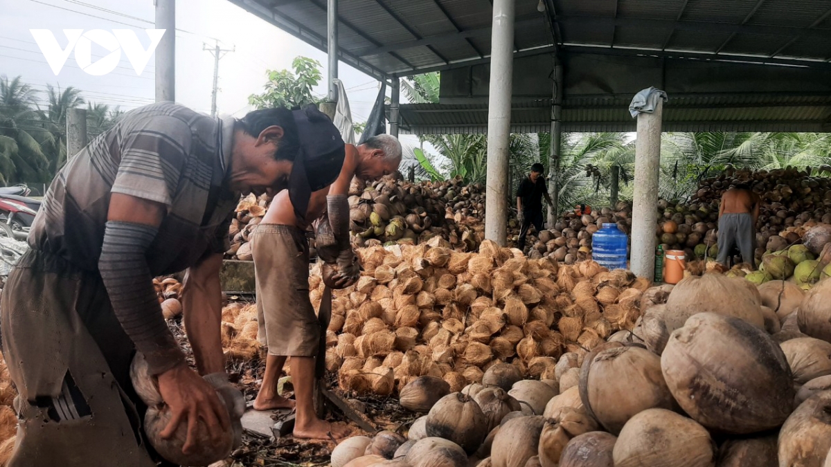 giá dừa khô tăng kỷ lục, nhà vườn bến tre không có đủ dừa để bán hình ảnh 1 gia dua kho tang ky luc, nha vuon ben tre khong co du dua de ban hinh anh 1