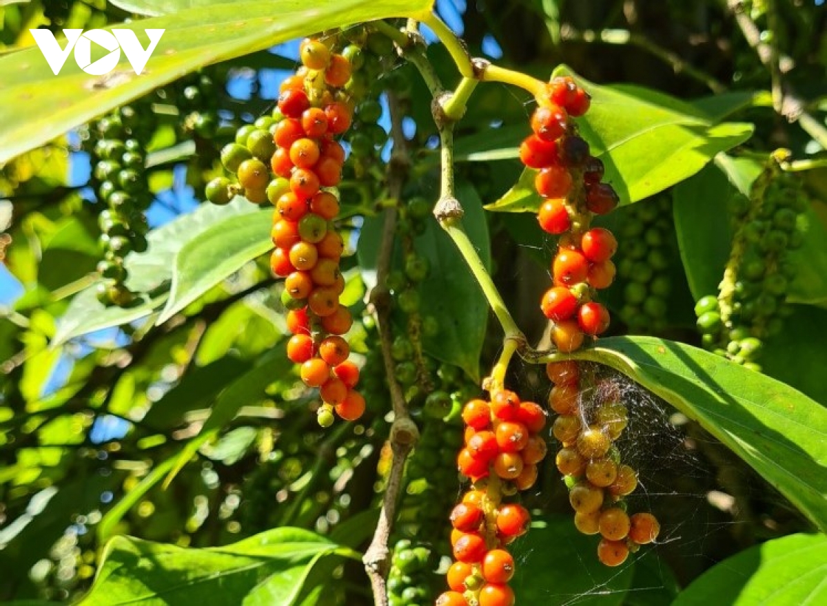 nông dân gia lai phấn khởi khi giá hạt tiêu khô đạt mức 160.000 đồng kg hình ảnh 2 nong dan gia lai phan khoi khi gia hat tieu kho dat muc 160.000 dong kg hinh anh 2