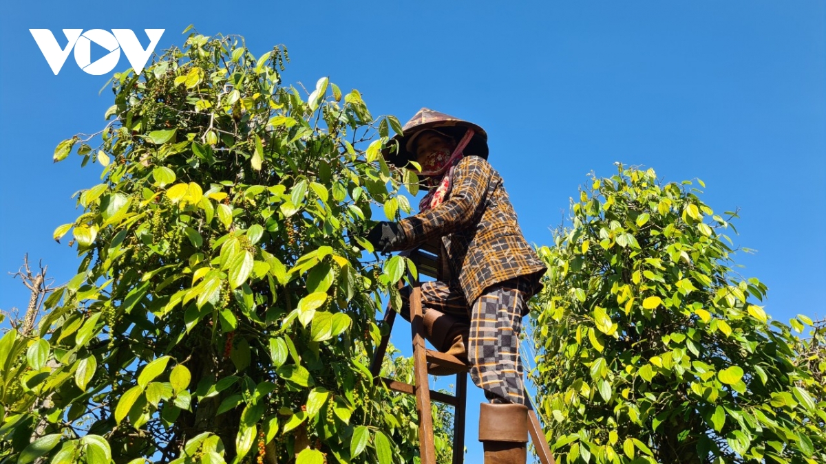 nông dân gia lai phấn khởi khi giá hạt tiêu khô đạt mức 160.000 đồng kg hình ảnh 1 nong dan gia lai phan khoi khi gia hat tieu kho dat muc 160.000 dong kg hinh anh 1