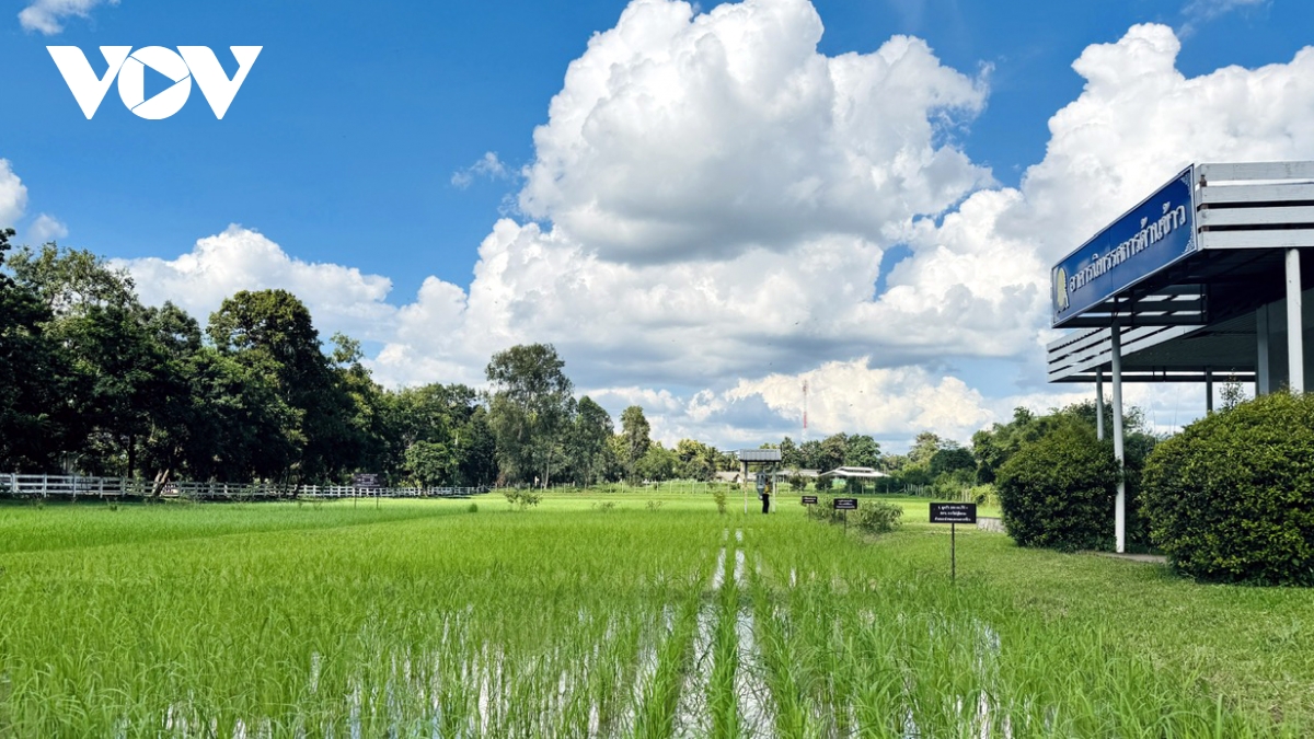 gạo thái lan đối diện với nguy cơ thuế quan tăng cao từ mỹ hình ảnh 1 gao thai lan doi dien voi nguy co thue quan tang cao tu my hinh anh 1