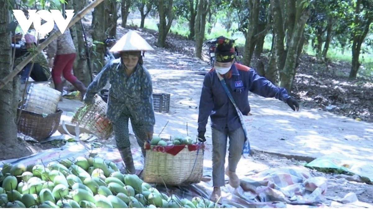 Mường La phấn đấu xuất khẩu 1.000 tấn xoài sang Trung Quốc