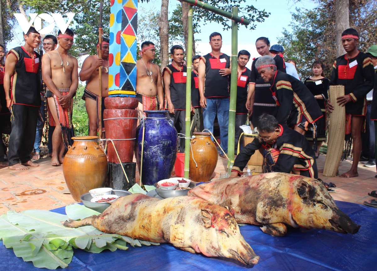 mổ heo cúng sức khỏe voi trước khi vào hội hình ảnh 4 mo heo cung suc khoe voi truoc khi vao hoi hinh anh 4