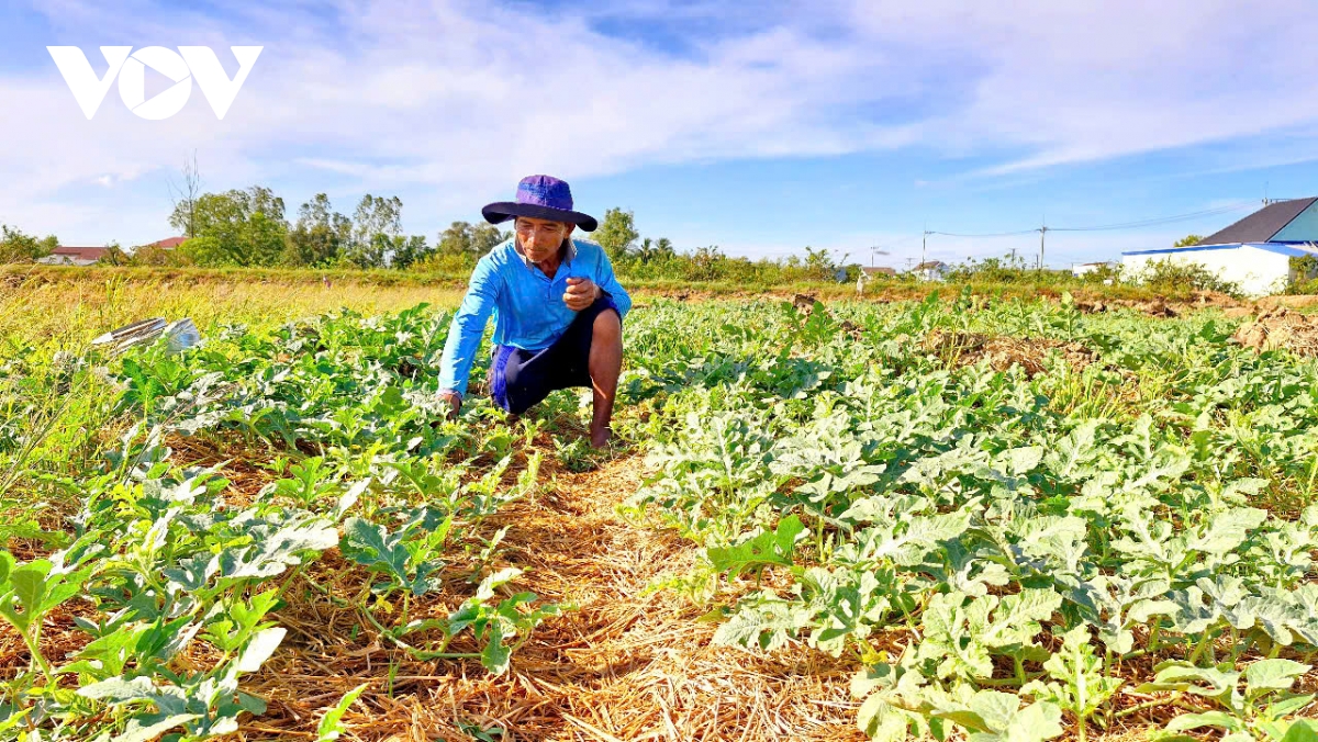 công trình kiểm soát mặn phát huy vai trò hỗ trợ sản xuất hình ảnh 5 cong trinh kiem soat man phat huy vai tro ho tro san xuat hinh anh 5