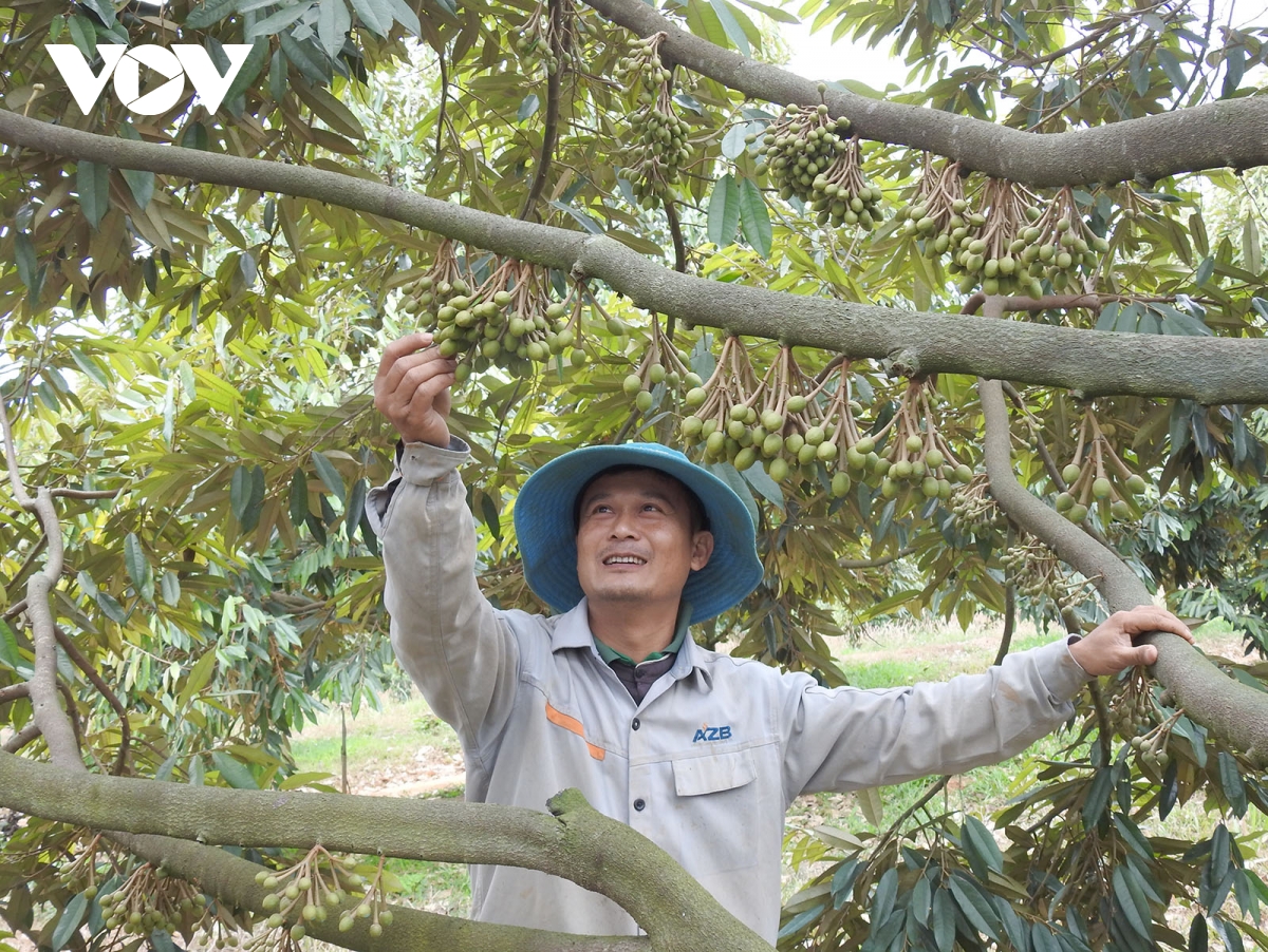50 năm giải phóng, kon tum vươn lên mạnh mẽ tăng trưởng nhanh nhất tây nguyên hình ảnh 2 50 nam giai phong, kon tum vuon len manh me tang truong nhanh nhat tay nguyen hinh anh 2