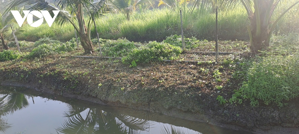 rau màu rớt giá, nông dân tiền giang thất thu hình ảnh 3 rau mau rot gia, nong dan tien giang that thu hinh anh 3
