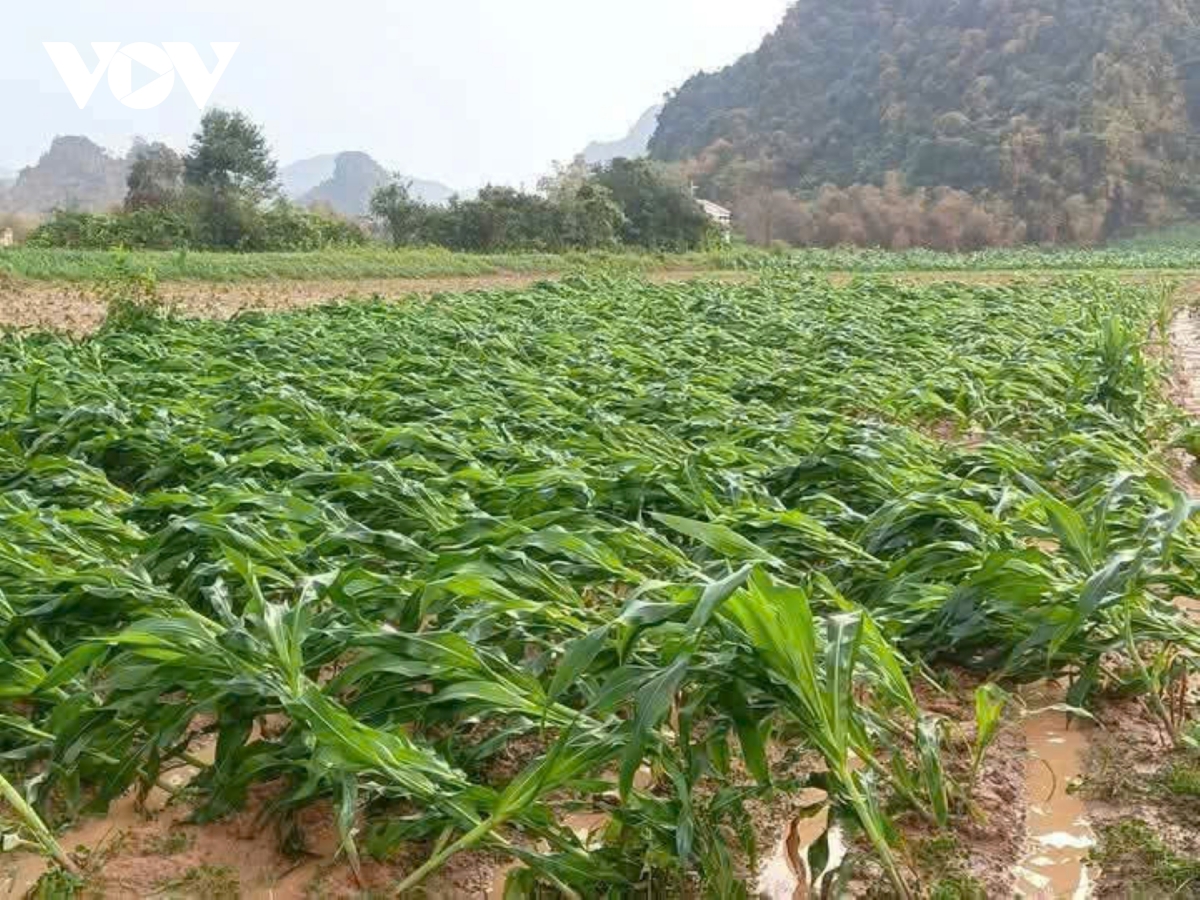 Mưa giông lốc xoáy, nhiều ruộng ngô ngã rạp ở Quảng Bình