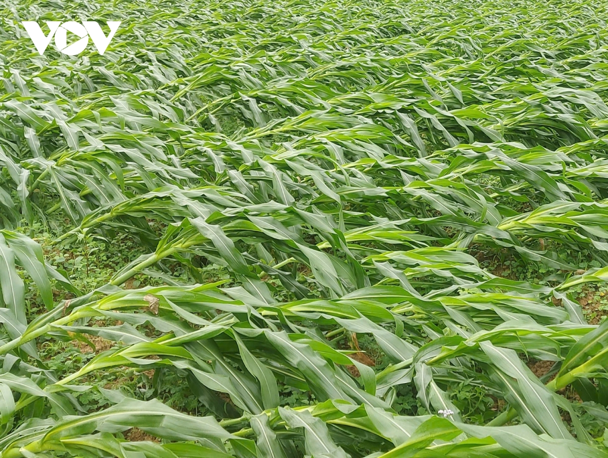 mưa giông lốc xoáy, nhiều ruộng ngô ngã rạp ở quảng bình hình ảnh 1 mua giong loc xoay, nhieu ruong ngo nga rap o quang binh hinh anh 1
