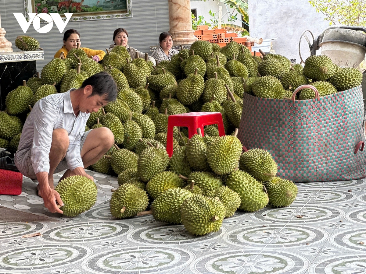 nông dân tiền giang có thu nhập cao nhờ vườn cây sầu riêng vụ nghịch hình ảnh 1 nong dan tien giang co thu nhap cao nho vuon cay sau rieng vu nghich hinh anh 1