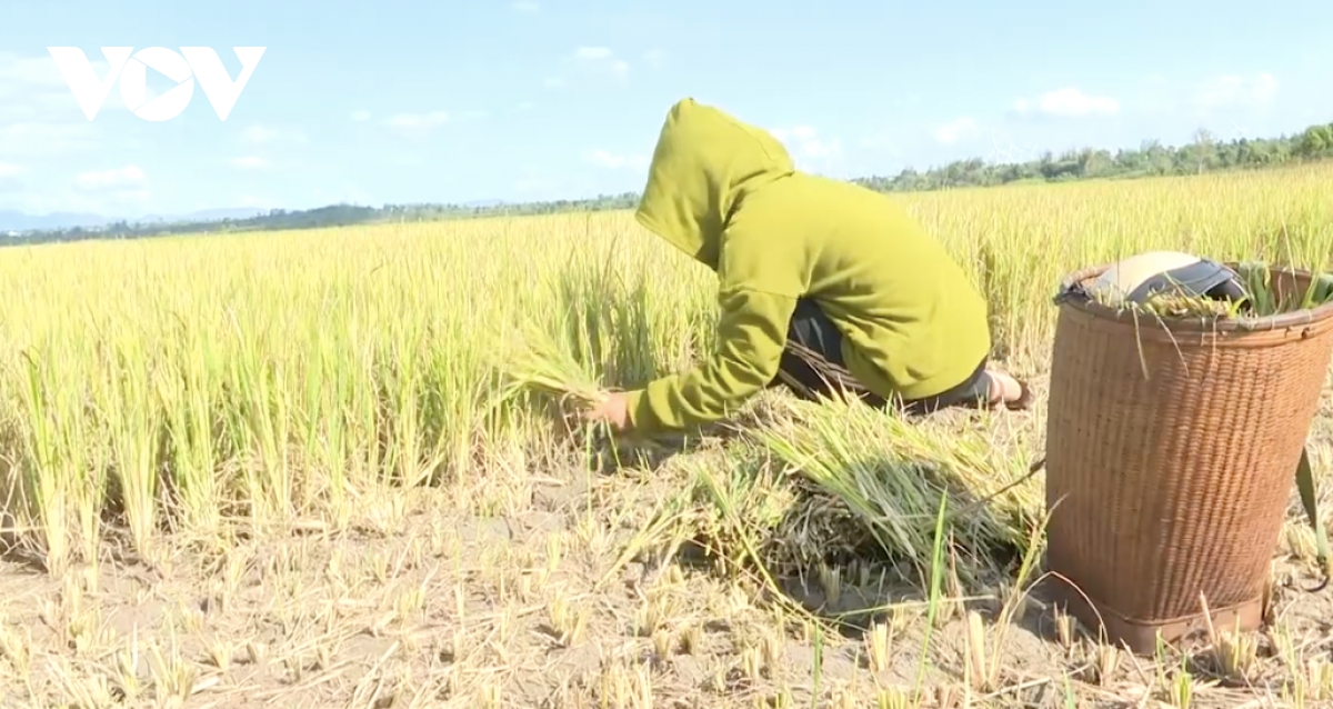 nông dân gia lai bất lực nhìn lúa chết khát hình ảnh 2 nong dan gia lai bat luc nhin lua chet khat hinh anh 2