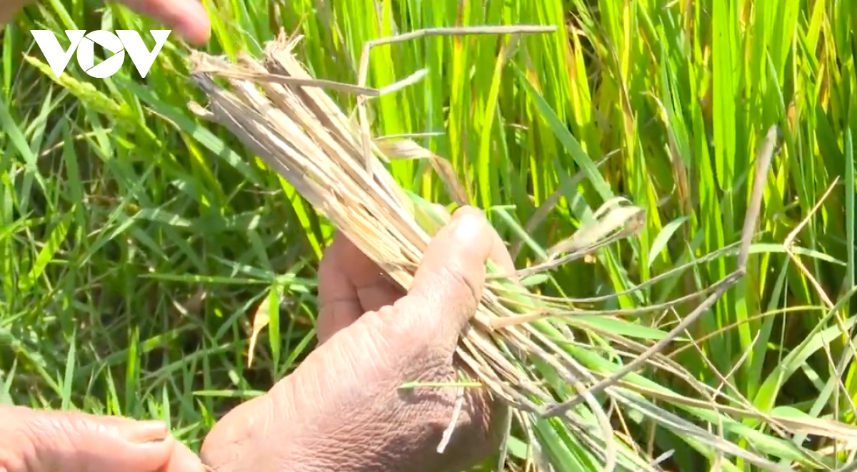 nông dân gia lai bất lực nhìn lúa chết khát hình ảnh 3 nong dan gia lai bat luc nhin lua chet khat hinh anh 3