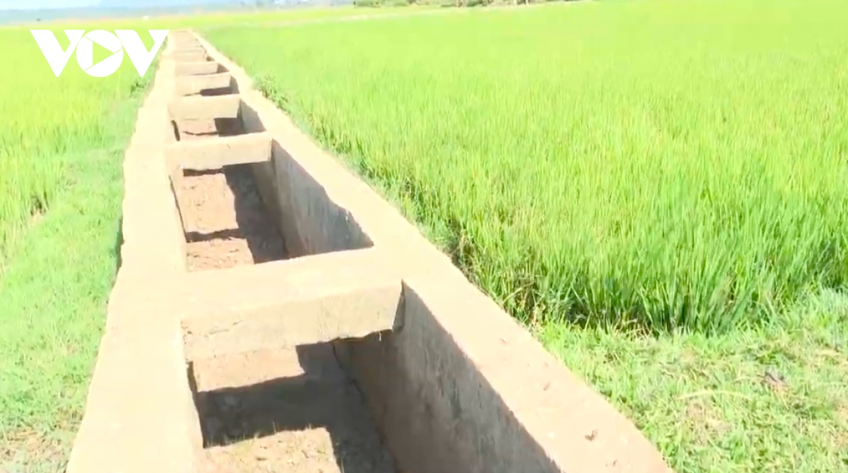 nông dân gia lai bất lực nhìn lúa chết khát hình ảnh 4 nong dan gia lai bat luc nhin lua chet khat hinh anh 4