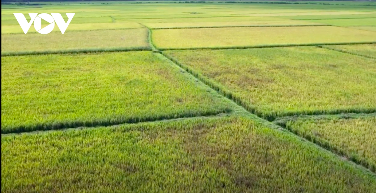nông dân gia lai bất lực nhìn lúa chết khát hình ảnh 1 nong dan gia lai bat luc nhin lua chet khat hinh anh 1