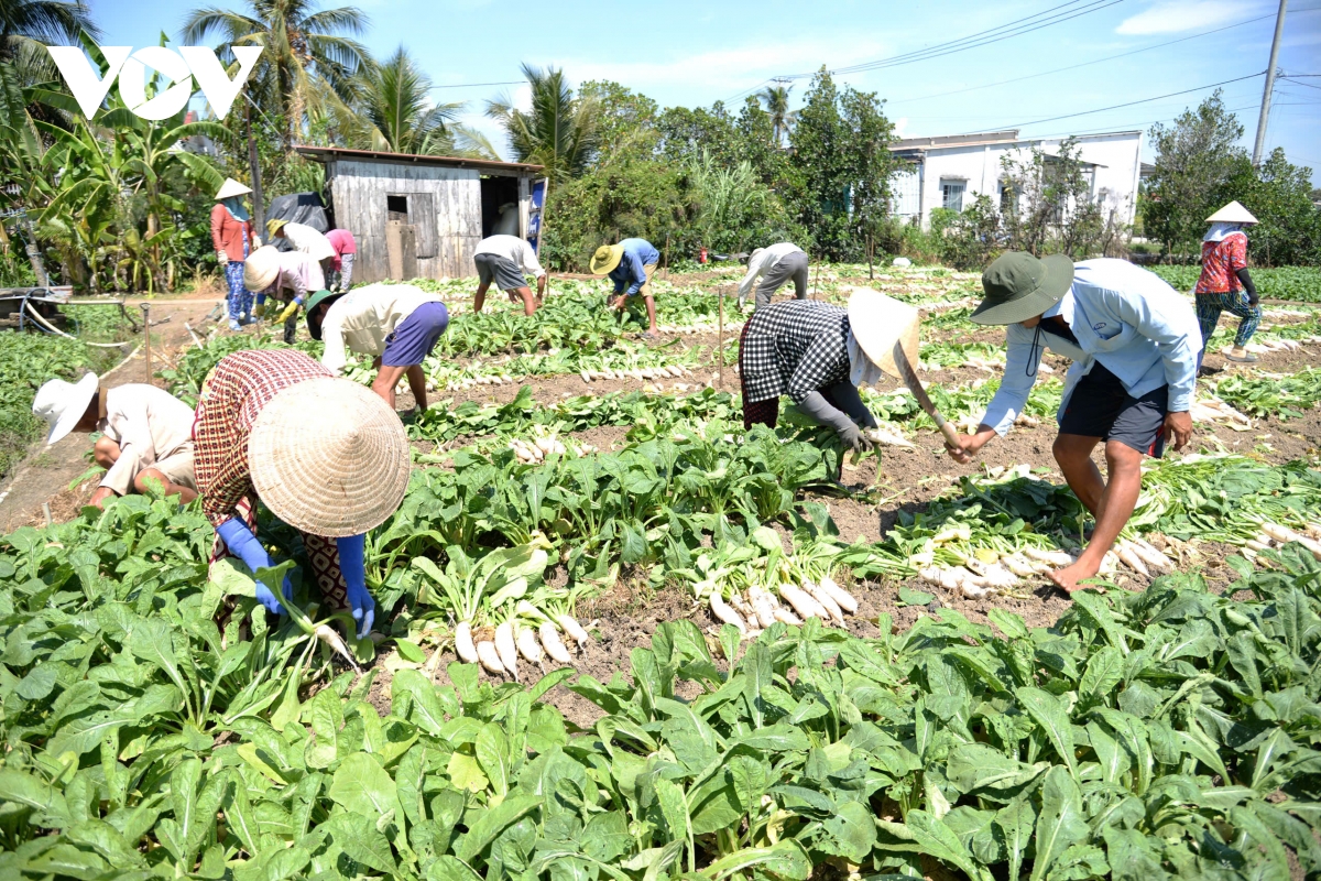 rau màu rớt giá, nông dân tiền giang thất thu hình ảnh 1 rau mau rot gia, nong dan tien giang that thu hinh anh 1