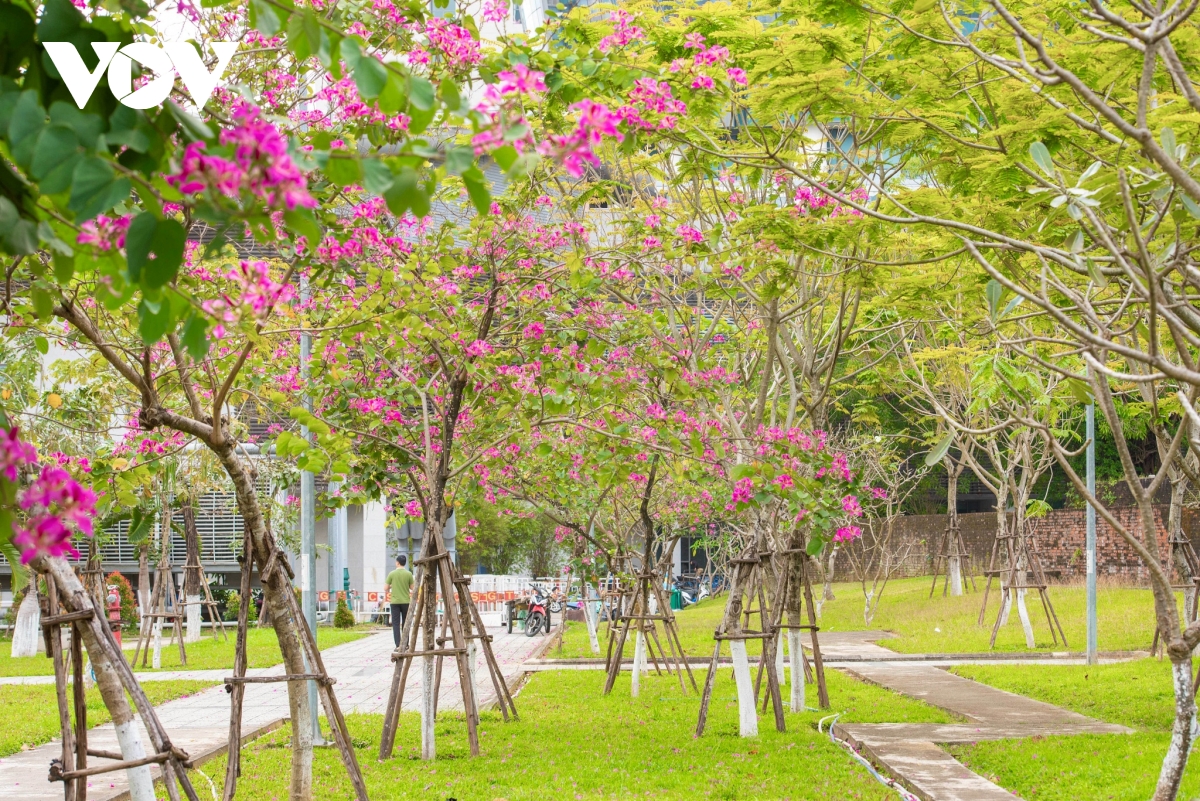 hoa ban hoàng hậu rực rỡ khoe sắc trên phố phường Đà nẵng hình ảnh 2 hoa ban hoang hau ruc ro khoe sac tren pho phuong Da nang hinh anh 2
