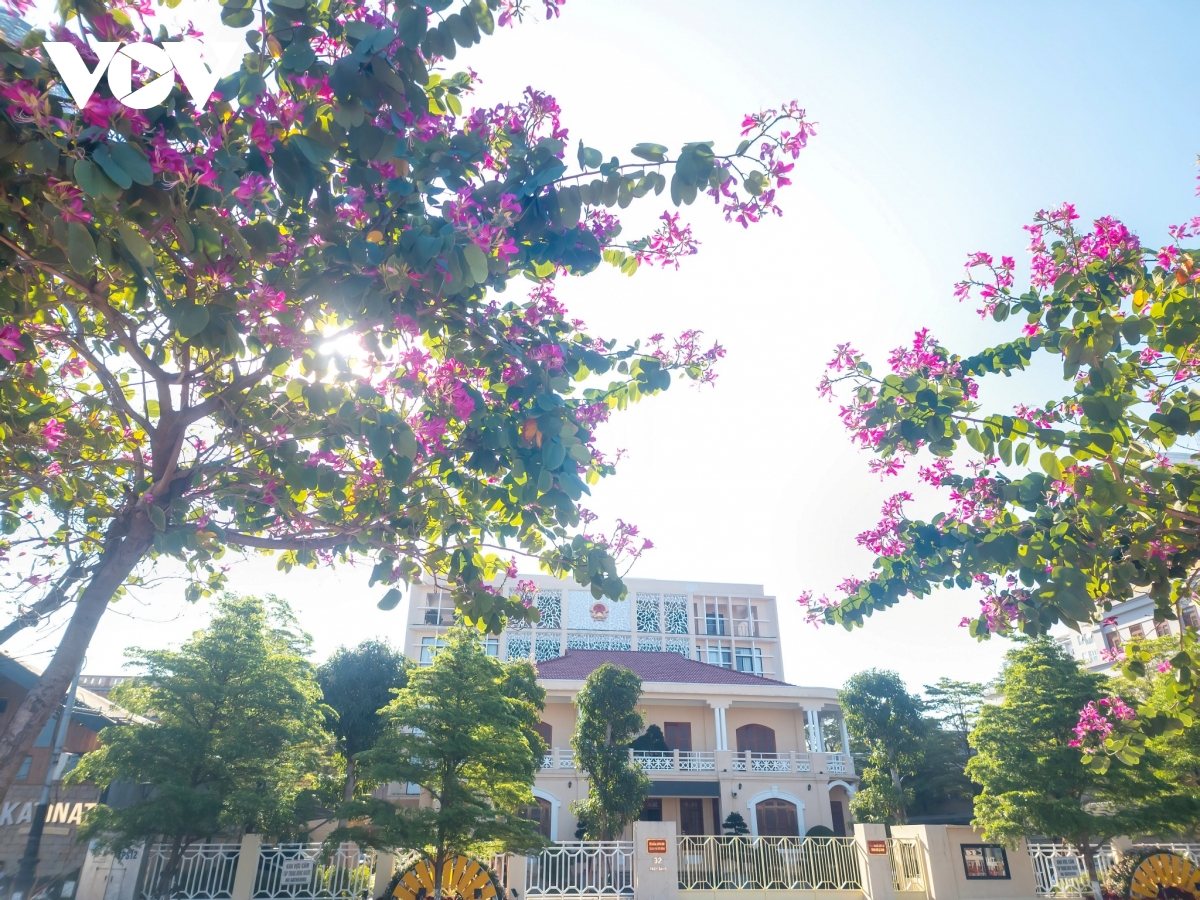 hoa ban hoàng hậu rực rỡ khoe sắc trên phố phường Đà nẵng hình ảnh 1 hoa ban hoang hau ruc ro khoe sac tren pho phuong Da nang hinh anh 1