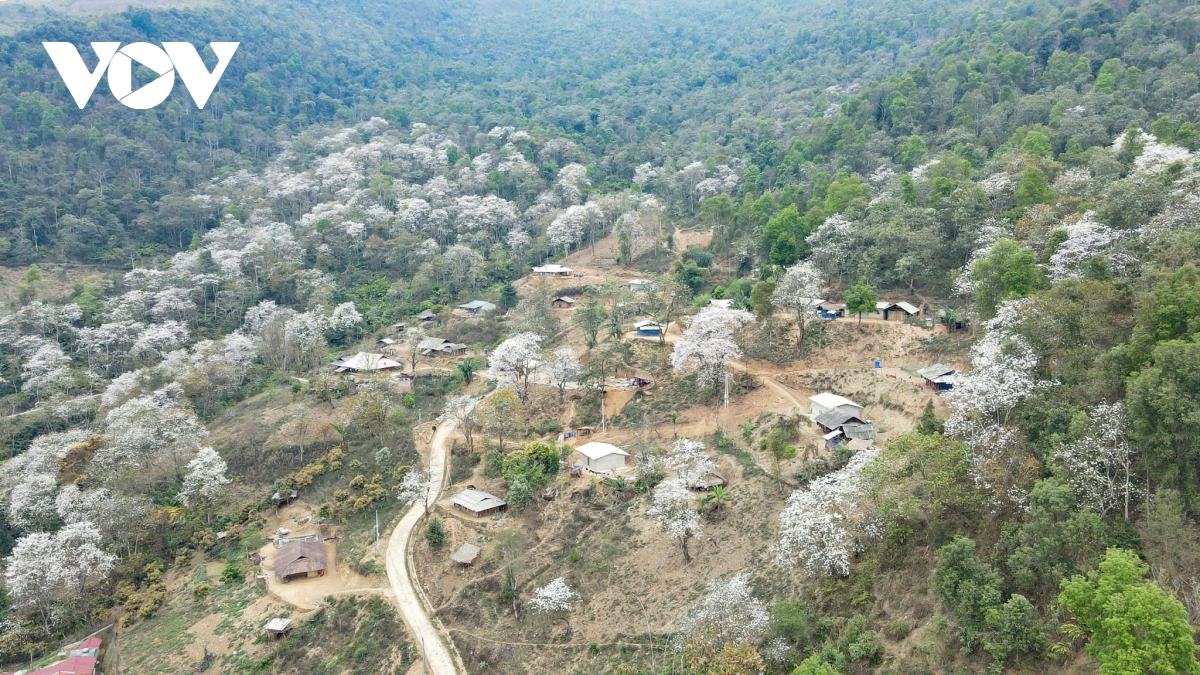 ve dep tinh khoi cua rung hoa ban co nam cum hinh anh 11
