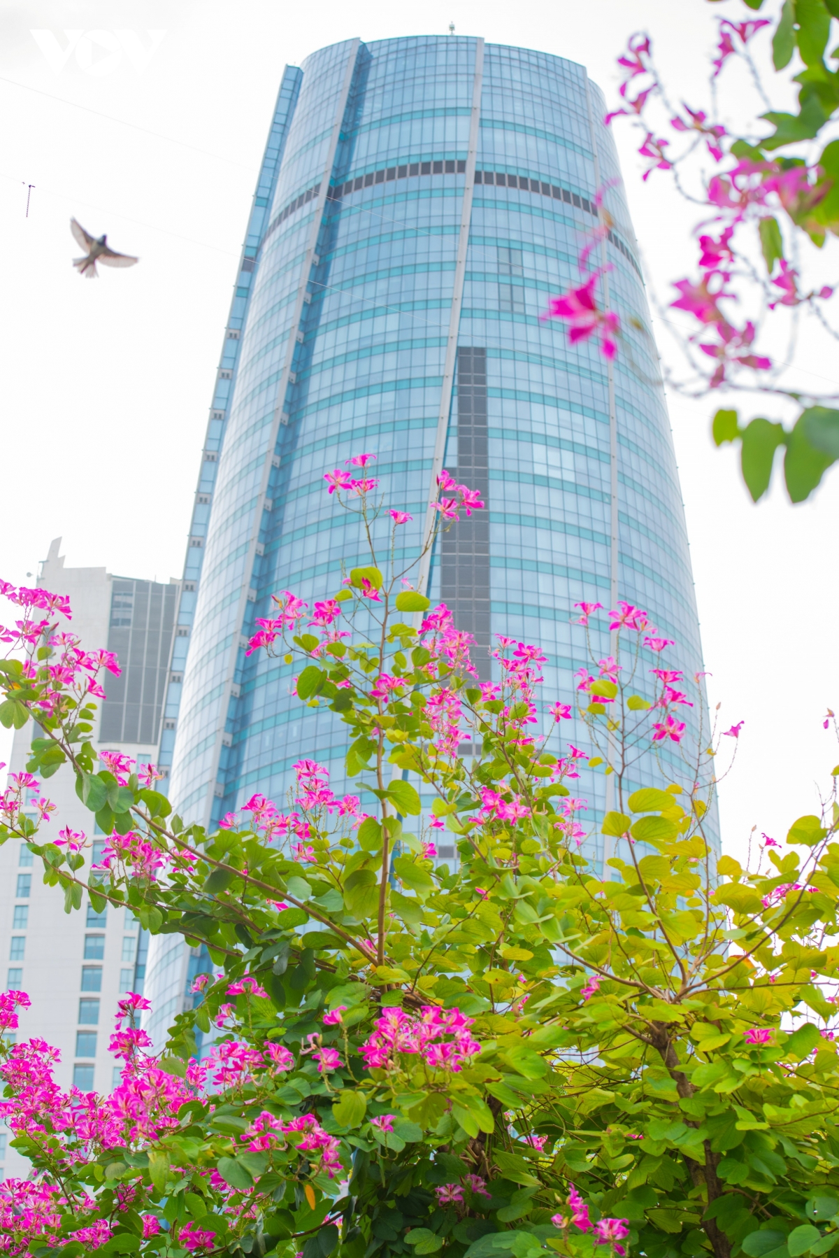 hoa ban hoàng hậu rực rỡ khoe sắc trên phố phường Đà nẵng hình ảnh 8 hoa ban hoang hau ruc ro khoe sac tren pho phuong Da nang hinh anh 8