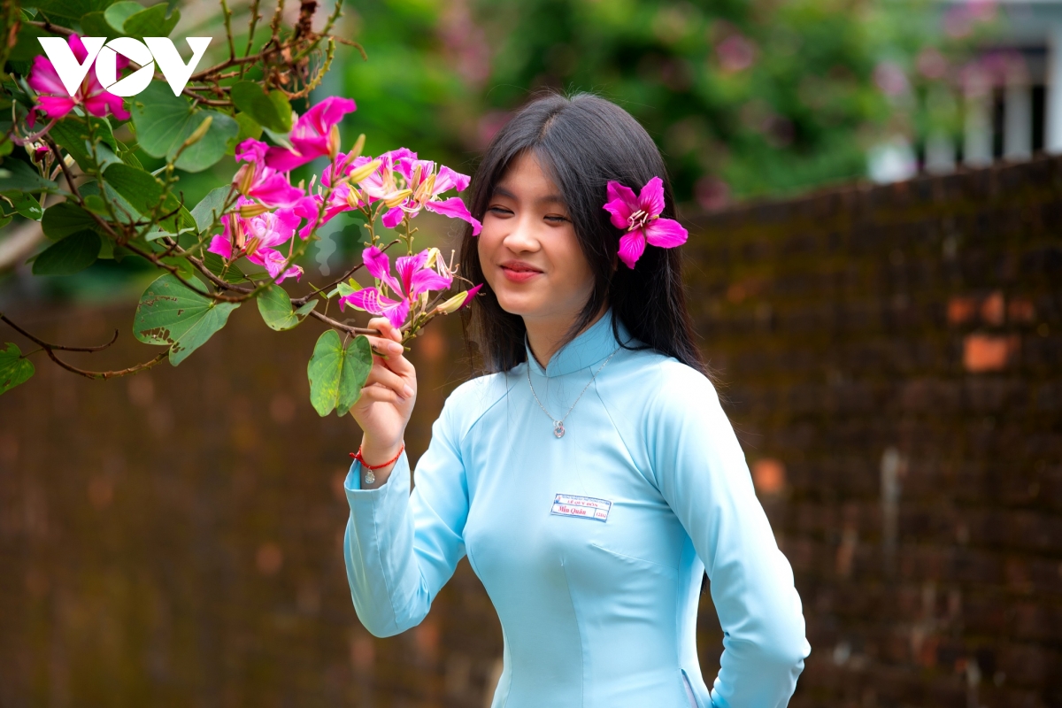 hoa ban hoàng hậu rực rỡ khoe sắc trên phố phường Đà nẵng hình ảnh 11 hoa ban hoang hau ruc ro khoe sac tren pho phuong Da nang hinh anh 11