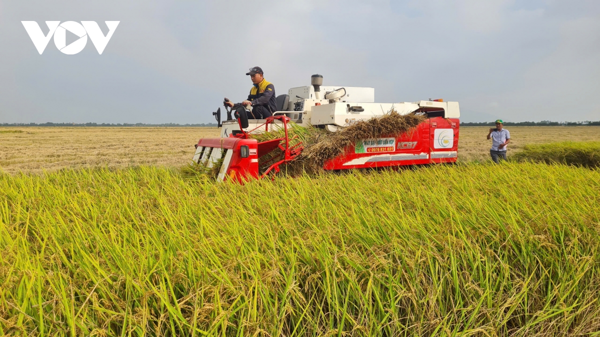 Kiên Giang thí điểm canh tác lúa giảm phát thải, lợi nhuận 55,5 triệu đồng/ha