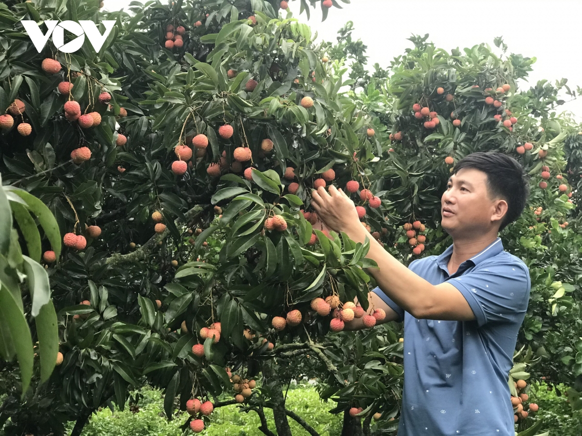 du lịch nông nghiệp góp phần xây dựng nông thôn mới tại bắc giang hình ảnh 2 du lich nong nghiep gop phan xay dung nong thon moi tai bac giang hinh anh 2