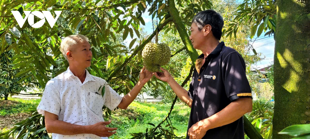 tien giang quyet tam bao ve vuon cay sau rieng trong cao diem han man hinh anh 2