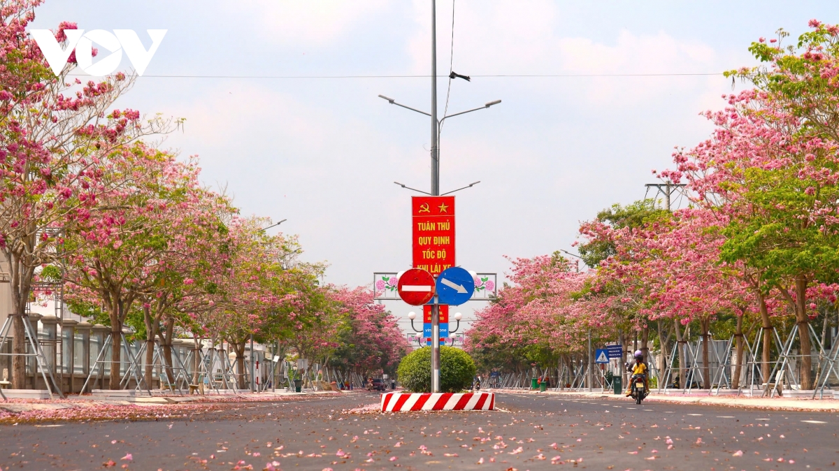 tuần lễ hoa kèn hồng tại sóc trăng diễn ra vào trung tuần tháng 3 này hình ảnh 2 tuan le hoa ken hong tai soc trang dien ra vao trung tuan thang 3 nay hinh anh 2