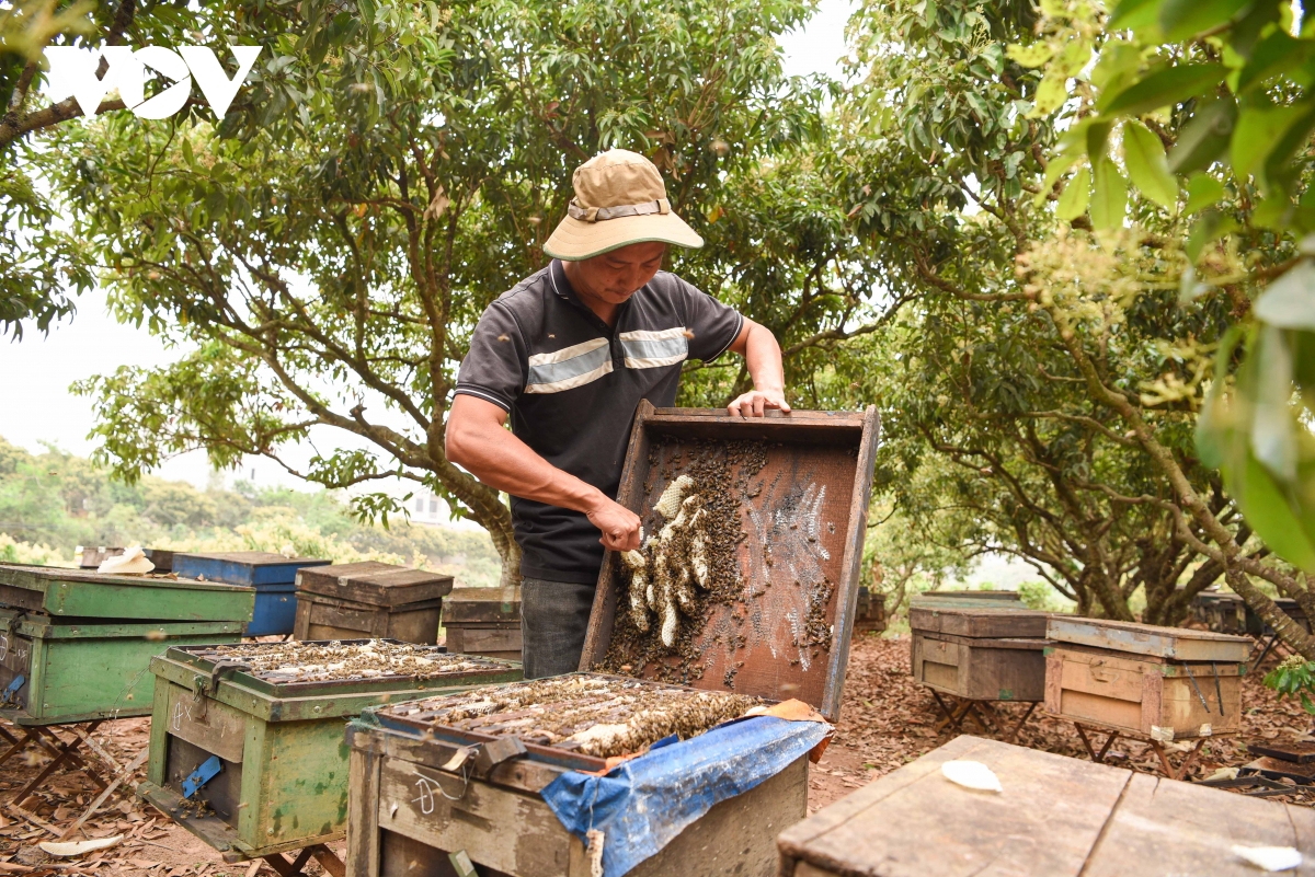 mật ong hoa vải ở bắc giang được mùa, được giá hình ảnh 2 mat ong hoa vai o bac giang duoc mua, duoc gia hinh anh 2