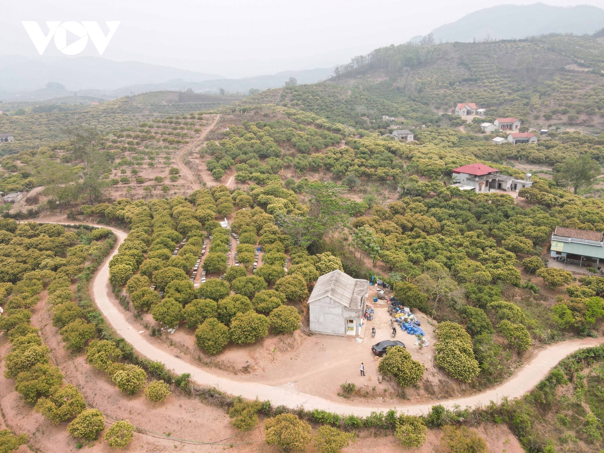 mật ong hoa vải ở bắc giang được mùa, được giá hình ảnh 1 mat ong hoa vai o bac giang duoc mua, duoc gia hinh anh 1