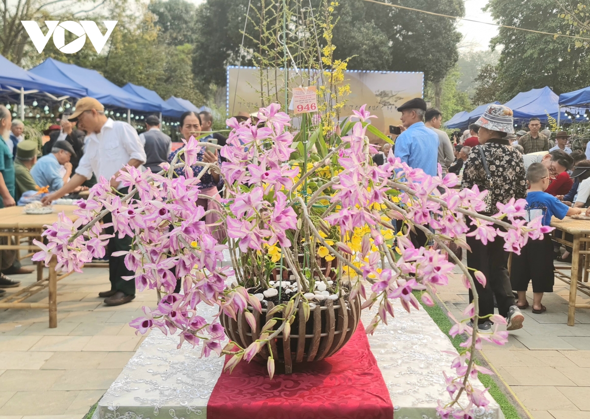 vẻ đẹp quý phái của lan vũ nữ mật ngọt giành giải nhất tại lễ hội Đền hùng 2025 hình ảnh 5 ve dep quy phai cua lan vu nu mat ngot gianh giai nhat tai le hoi Den hung 2025 hinh anh 5