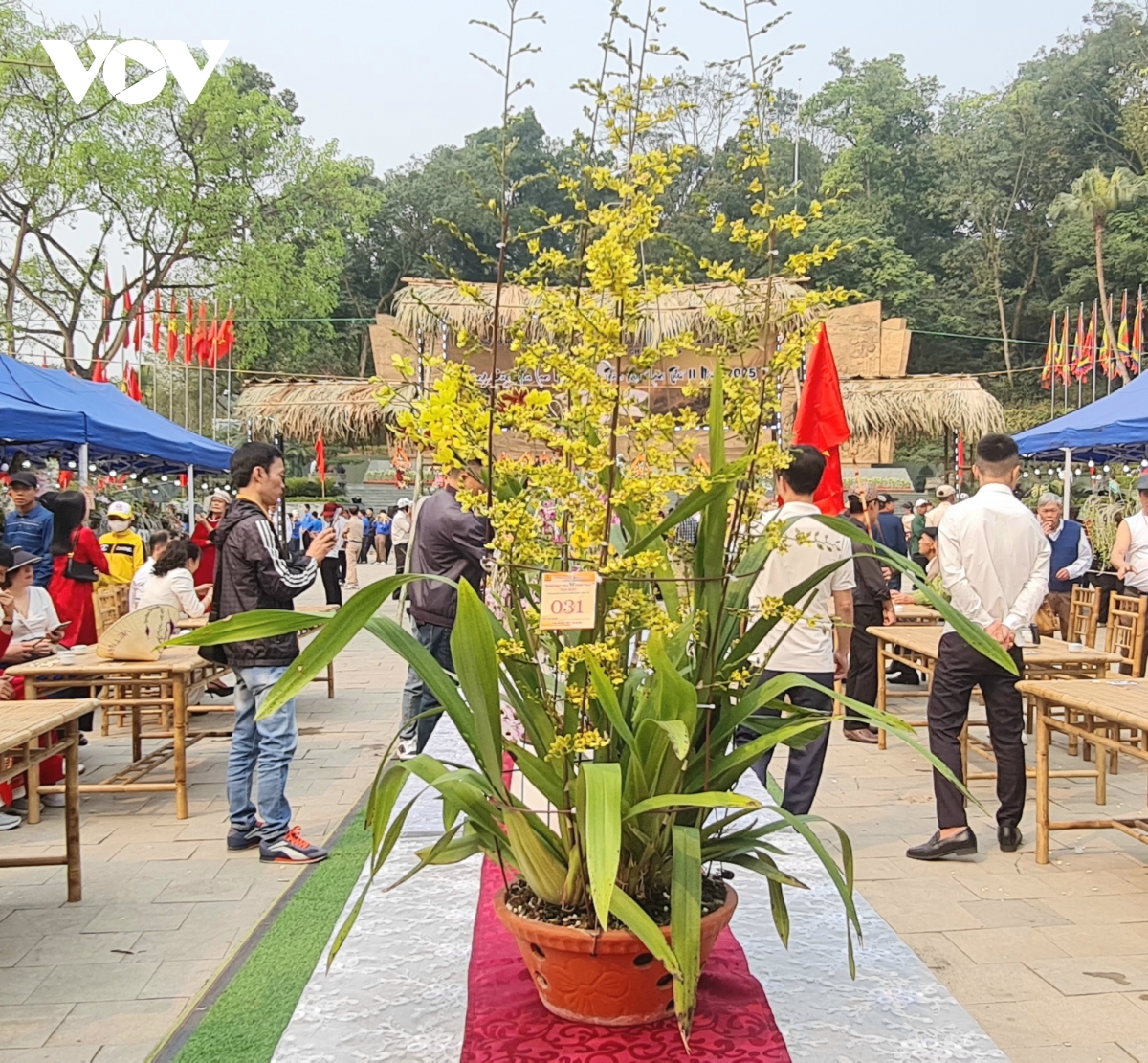 vẻ đẹp quý phái của lan vũ nữ mật ngọt giành giải nhất tại lễ hội Đền hùng 2025 hình ảnh 2 ve dep quy phai cua lan vu nu mat ngot gianh giai nhat tai le hoi Den hung 2025 hinh anh 2