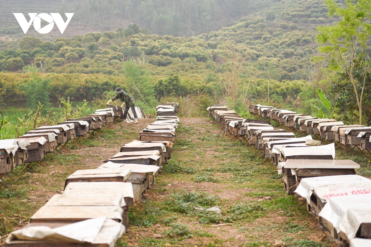 mật ong hoa vải ở bắc giang được mùa, được giá hình ảnh 7 mat ong hoa vai o bac giang duoc mua, duoc gia hinh anh 7