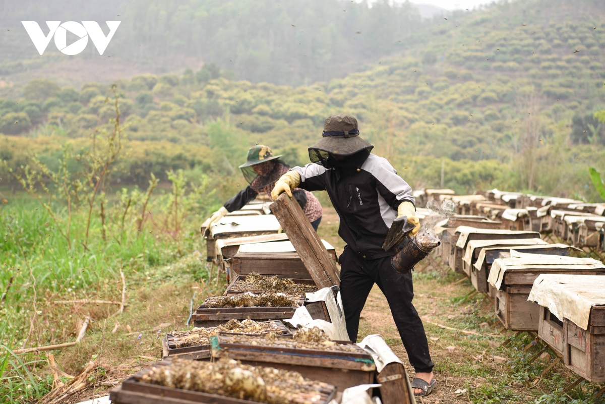mật ong hoa vải ở bắc giang được mùa, được giá hình ảnh 8 mat ong hoa vai o bac giang duoc mua, duoc gia hinh anh 8