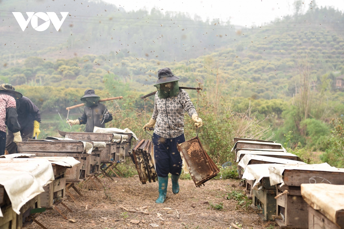 mật ong hoa vải ở bắc giang được mùa, được giá hình ảnh 13 mat ong hoa vai o bac giang duoc mua, duoc gia hinh anh 13