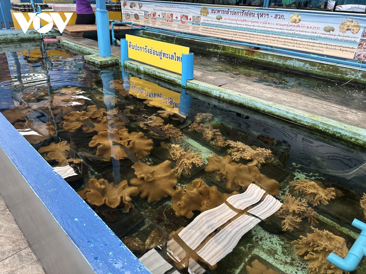 thái lan khôi phục tài nguyên và hệ sinh thái biển để ổn định sinh kế bền vững hình ảnh 8 thai lan khoi phuc tai nguyen va he sinh thai bien de on dinh sinh ke ben vung hinh anh 8