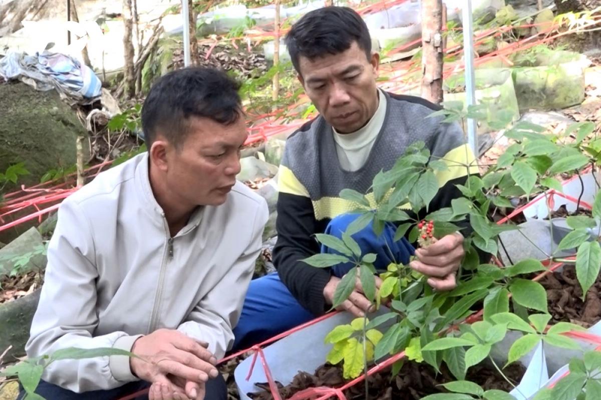 bảo tồn và phát triển sâm quý gắn với phát triển du lịch ở lai châu hình ảnh 1 bao ton va phat trien sam quy gan voi phat trien du lich o lai chau hinh anh 1
