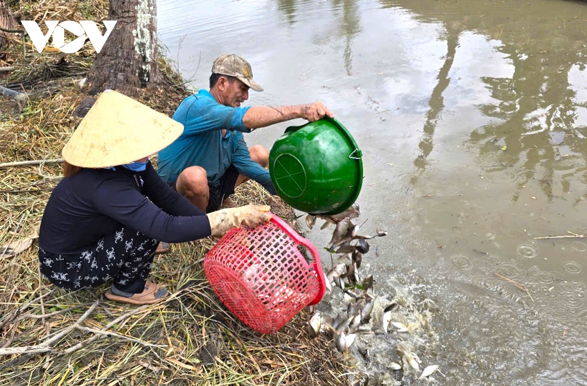 mùa khô, dân cà mau dùng lưới bắt hàng chục kg cá đồng hình ảnh 10 mua kho, dan ca mau dung luoi bat hang chuc kg ca dong hinh anh 10