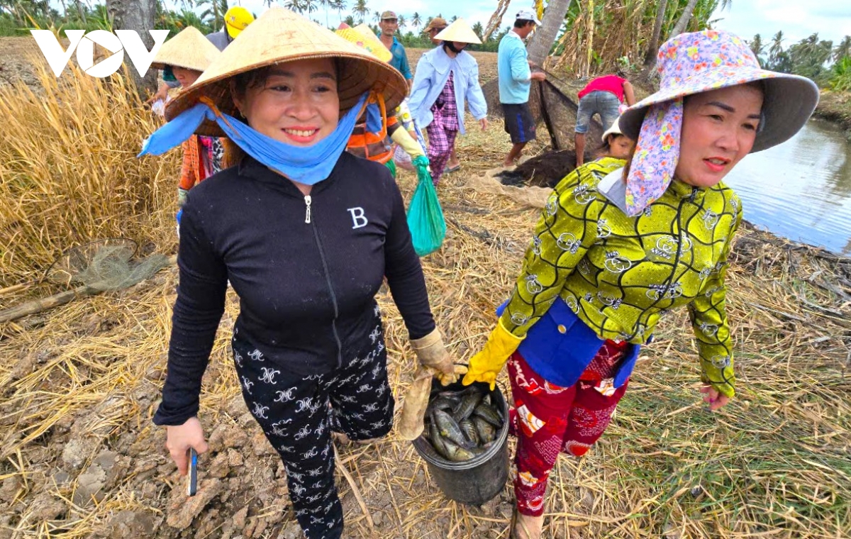 mùa khô, dân cà mau dùng lưới bắt hàng chục kg cá đồng hình ảnh 11 mua kho, dan ca mau dung luoi bat hang chuc kg ca dong hinh anh 11