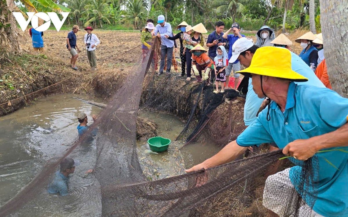 mùa khô, dân cà mau dùng lưới bắt hàng chục kg cá đồng hình ảnh 13 mua kho, dan ca mau dung luoi bat hang chuc kg ca dong hinh anh 13