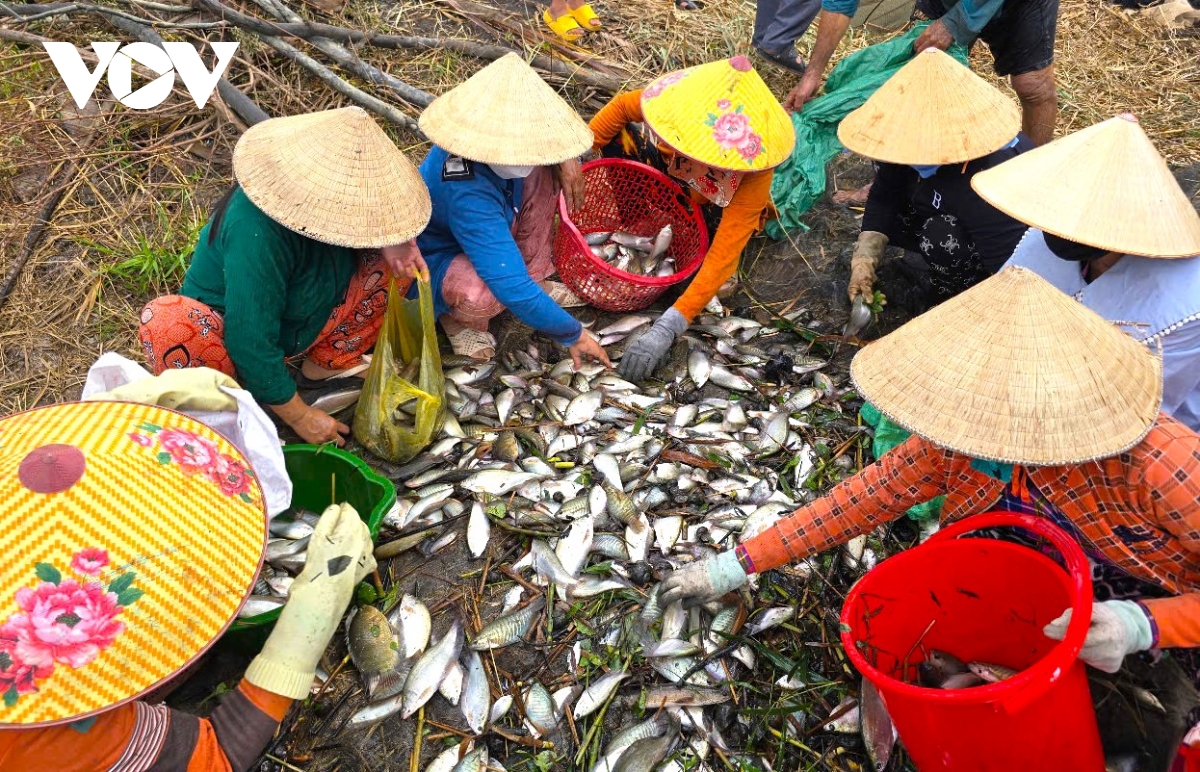 mùa khô, dân cà mau dùng lưới bắt hàng chục kg cá đồng hình ảnh 15 mua kho, dan ca mau dung luoi bat hang chuc kg ca dong hinh anh 15