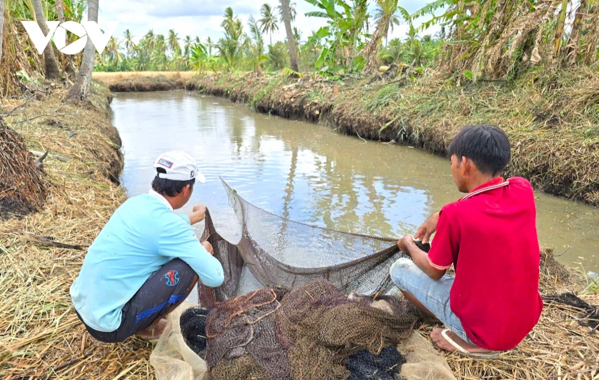 mùa khô, dân cà mau dùng lưới bắt hàng chục kg cá đồng hình ảnh 6 mua kho, dan ca mau dung luoi bat hang chuc kg ca dong hinh anh 6