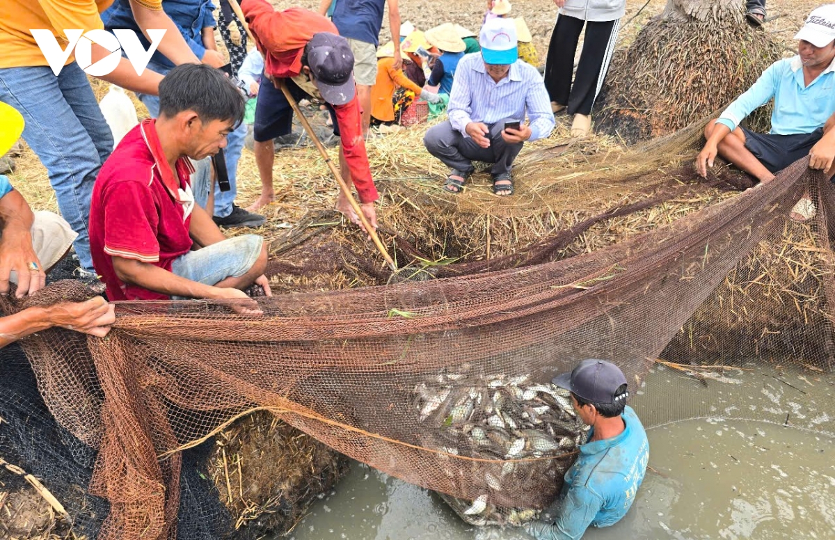 mùa khô, dân cà mau dùng lưới bắt hàng chục kg cá đồng hình ảnh 7 mua kho, dan ca mau dung luoi bat hang chuc kg ca dong hinh anh 7
