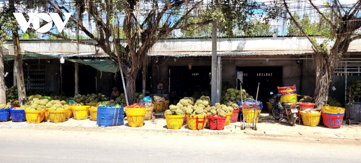 trái sầu riêng đầu vụ rớt giá, nhà vườn tiền giang thua lỗ hình ảnh 1 trai sau rieng dau vu rot gia, nha vuon tien giang thua lo hinh anh 1