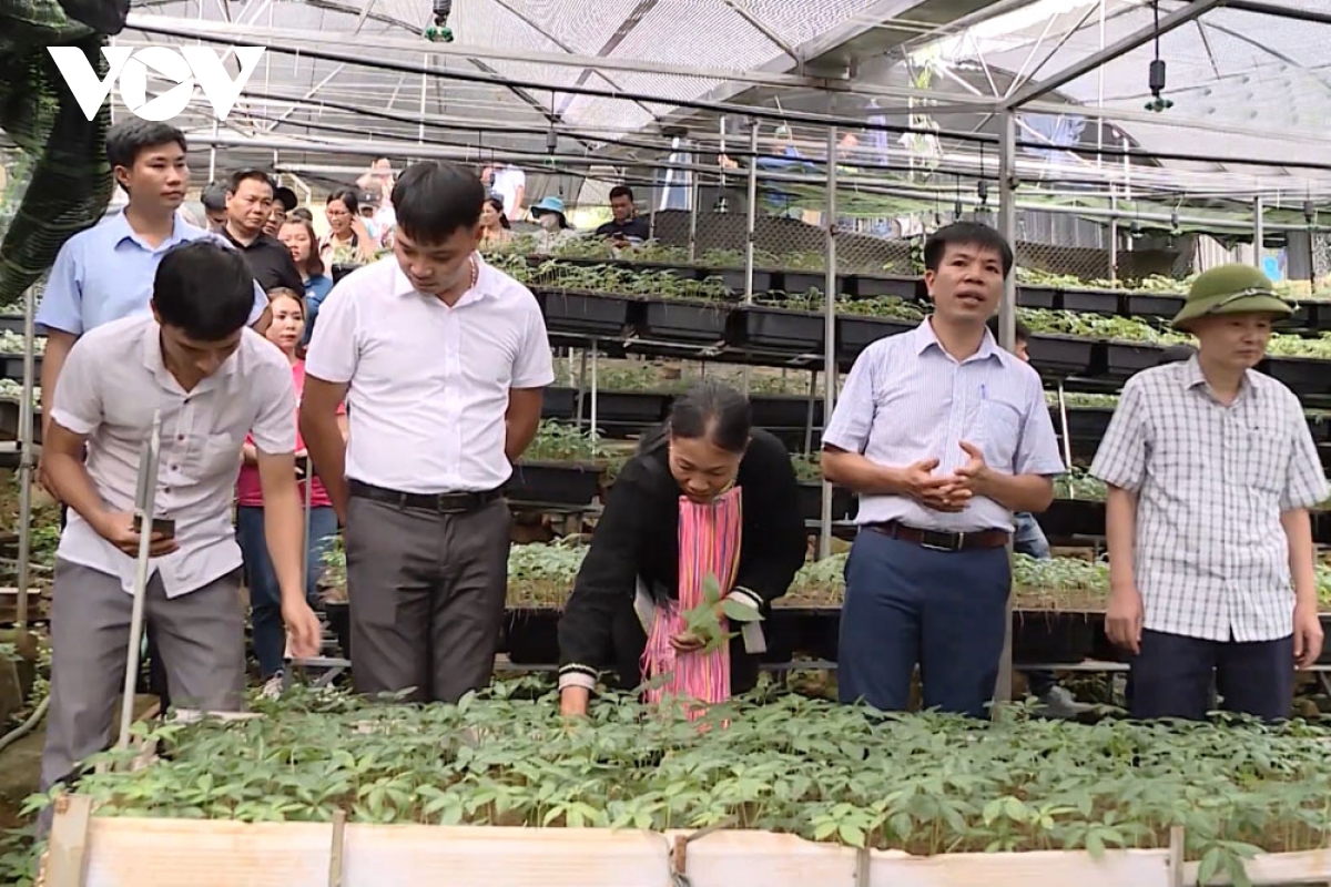 bảo tồn và phát triển sâm quý gắn với phát triển du lịch ở lai châu hình ảnh 3 bao ton va phat trien sam quy gan voi phat trien du lich o lai chau hinh anh 3