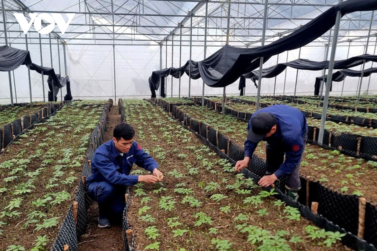 bảo tồn và phát triển sâm quý gắn với phát triển du lịch ở lai châu hình ảnh 4 bao ton va phat trien sam quy gan voi phat trien du lich o lai chau hinh anh 4