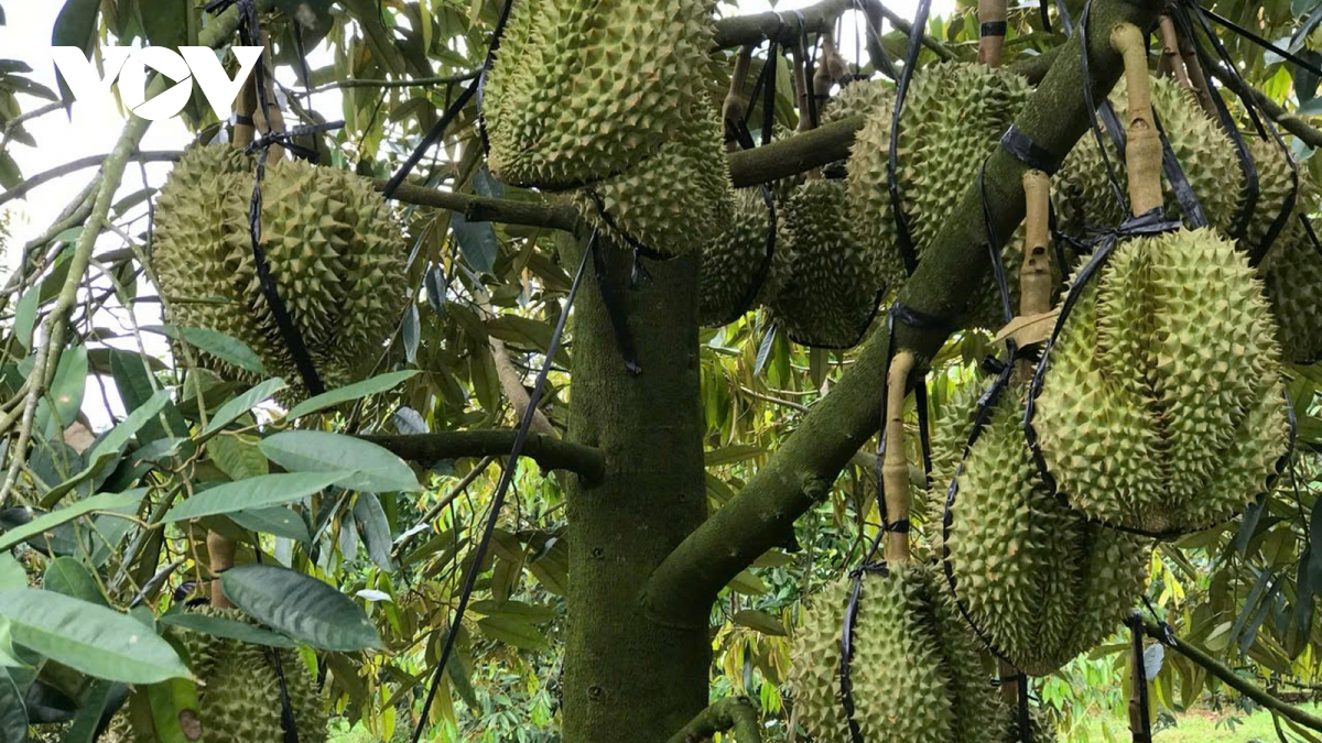 krong buk - noi ca phe, ho tieu, sau rieng chen chuc xanh ngut ngan hinh anh 1