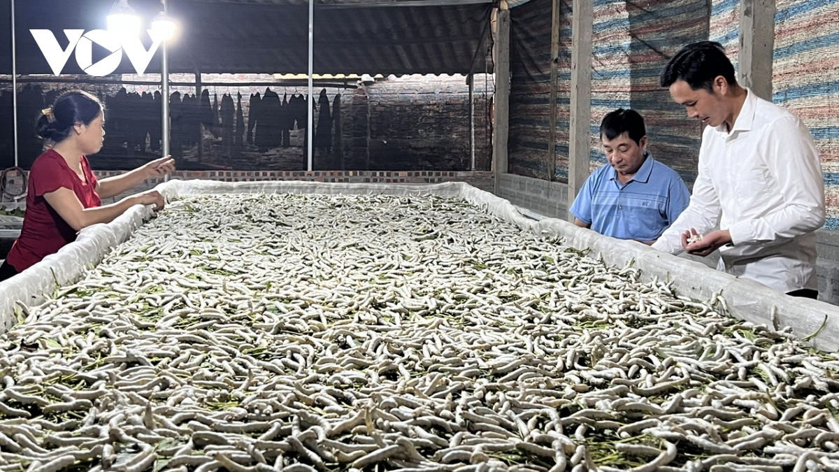 dâu tằm tươi xanh trên đất lũ trấn yên hình ảnh 2 dau tam tuoi xanh tren dat lu tran yen hinh anh 2